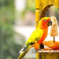 Parenting and Nesting Behaviours of Popular UK Birds