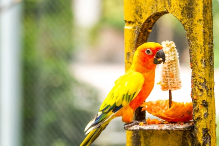 Parenting and Nesting Behaviours of Popular UK Birds