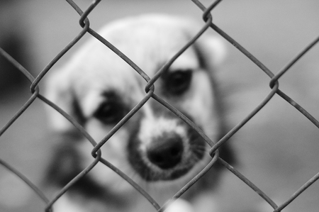 Banned Species and Restricted Breeds: Keeping Exotic and Unusual Pets Within UK Legal Boundaries